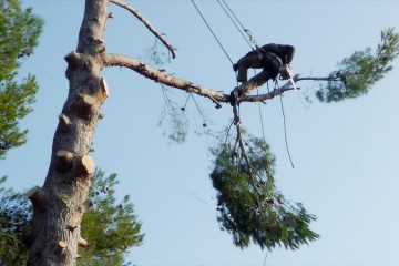 Elagage, Abattage arbre et Débroussaillage
