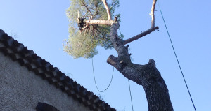 Réalisation élagage et abattage arbre 1