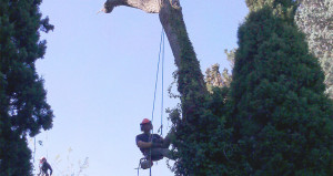 Réalisation élagage et abattage arbre 2