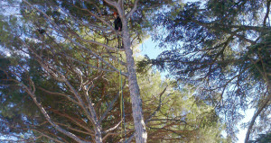 Réalisation élagage et abattage arbre 4