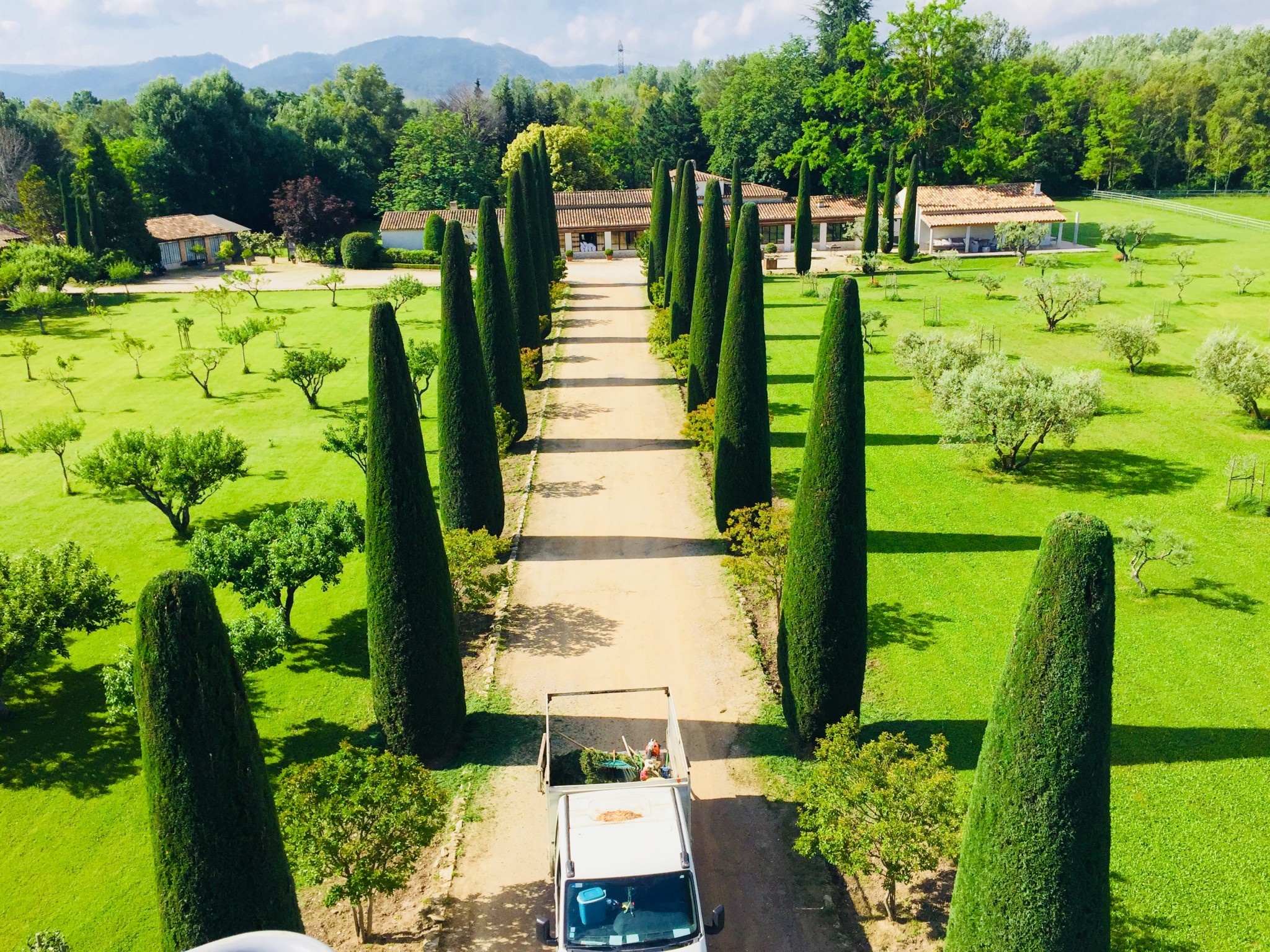 Taille cyprès de florence aix en provence